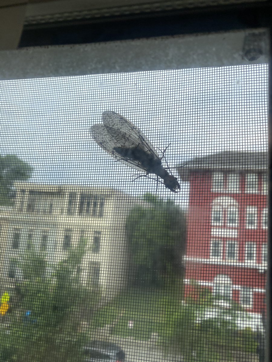 Ms. L Ponce (@lianana.bsky.social) tweet media