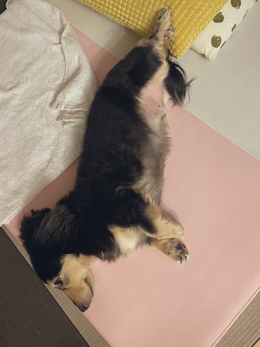 moon_beam_'s tweet photo. @SenS_of_wonder 伸びるとビックリ長くなれる伸縮自在ちゃんです😂短いときはこんなもん笑 https://t.co/f6y71eT8be