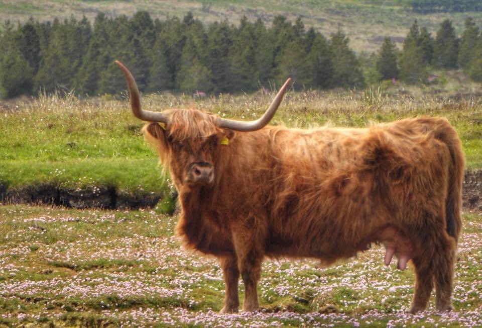 wildswimmer67's tweet photo. #Coosday memory from Stornoway  #outerhebrides #isleoflewis #scotland #scottishfield #scotsmagazine #visitscotland #happycoosday https://t.co/icQvdFiBk7