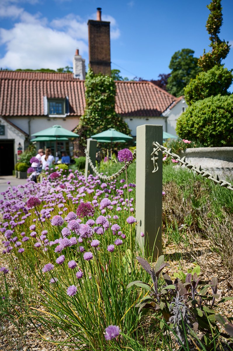 pipeandglass's tweet photo. The gardens are 'buzzing' with the mix of spring sunshine and showers 🌼🌺🌸
#buzzing #sweetcicely #borageflowers #kitchengarden #chives #chiveflowers #pubswithgardens #bees🐝 #pollination #herbarium https://t.co/KfNJjoD8n1