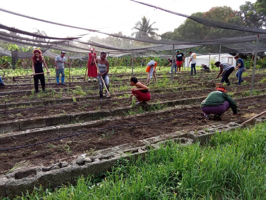 Se desarrollan múltiples actividades en la Jornada  Maceo-Che, convocada por la UJC. De manera masiva se participa en actividades productivas, en particular en labores agrícolas. Cuando lo hacemos, #CheVive en nosotros.