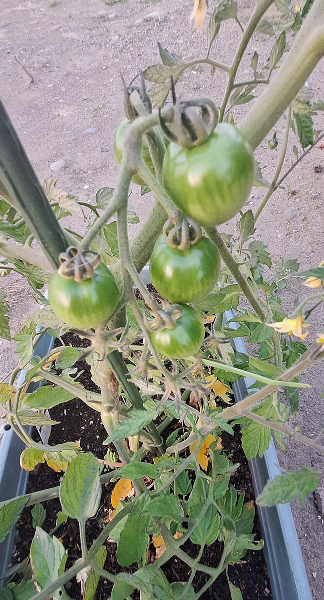 thespaoshi's tweet photo. 最近バタバタしていて水やり以外は見れてなかったので久しぶりに🍅の観察🎵
いつの間にかプランターからはみ出る大きさになっていて実も沢山なっていました❗
実が全然ならない🥺
って心配していたのが嘘みたい😂
これからの成長も楽しみです😆
#thespa
#thespafarm
#ザスパファーム
#ザスパトマト🍅 https://t.co/evp7aKwDxI