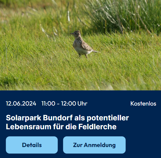 Webinar, morgen: #Solarpark und #Feldlerche. In Freiflächenanlagen ist die Feldlerche in der Planung oft ein Thema. Wir zeigen, dass in einem 125 MW - Solarpark bereits vor Abschluss der Bauarbeiten mehr Feldlerchen auf der Fläche zu finden sein können, als vor dem Bau der