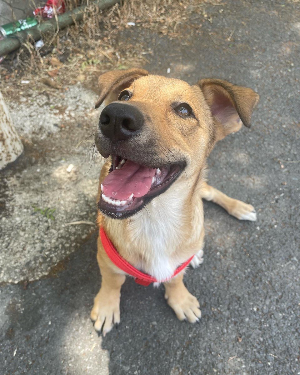 ebrucetinel's tweet photo. 🐾 Sevgi Dolu Bir Yuva Arıyor! 🏡

Merhaba dostlar! Sokaklardan bir melek bulduk ve ona kalıcı bir yuva arıyoruz. Adı geçici olarak Cupcake konuldu, ancak adı değiştirilebilir tabii ki! 🐶❤️
Bilgi icin DM.
#kopeksahiplendirme https://t.co/XPQCJTqpWJ