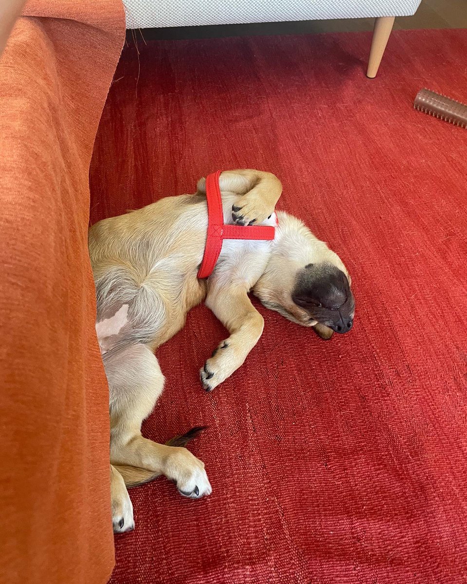 ebrucetinel's tweet photo. 🐾 Sevgi Dolu Bir Yuva Arıyor! 🏡

Merhaba dostlar! Sokaklardan bir melek bulduk ve ona kalıcı bir yuva arıyoruz. Adı geçici olarak Cupcake konuldu, ancak adı değiştirilebilir tabii ki! 🐶❤️
Bilgi icin DM.
#kopeksahiplendirme https://t.co/XPQCJTqpWJ
