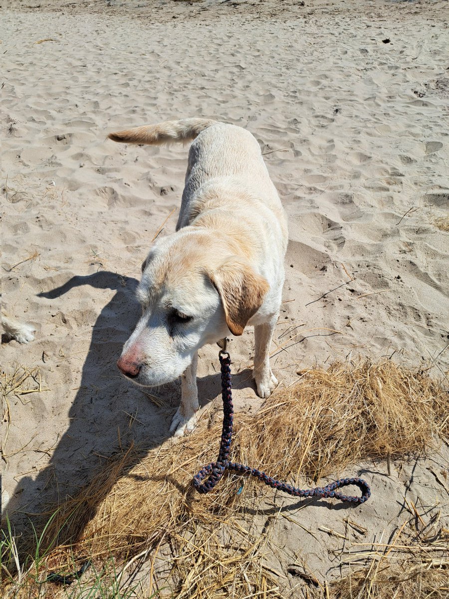 FurbabyPrince's tweet photo. Happy Burfday to my bestus pal @VICTORDOG1 some great moments pal, I hope you have a lot of morsels and fun swimming and strollings on the beachie, bog hugs from my humons and a sloppy lick from me #LeotheLab 🎂 https://t.co/K47VehIsyS