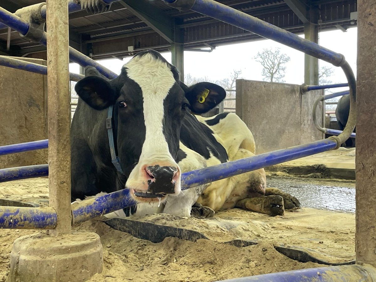 Looking forward to meeting delegates at tomorrow’s British Mastitis Conference. 

We’re proud Poster sponsors and will be pleased to have the opportunity to share Poster content from our own R&amp;D findings re E. coli and Psuedomonas.

#britishmastitisconference #mastitis #cows