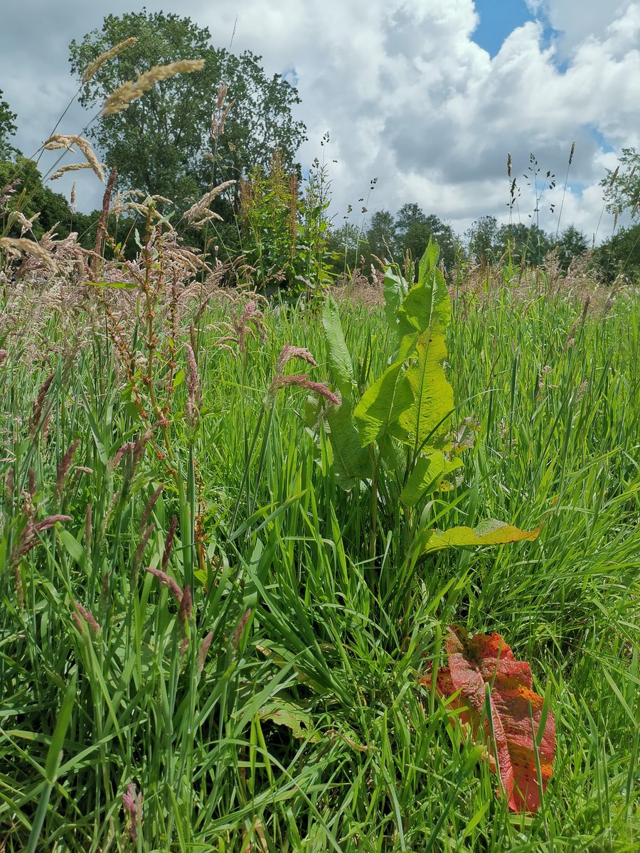 vrijezangvogel's tweet photo. Nog wat meer #alledaags
#ommetje #stroll #kleur #zuring #grassen
De โ kwam weer even door.
Ruysdael #wolken vandaag. https://t.co/kyuHq4SLgp