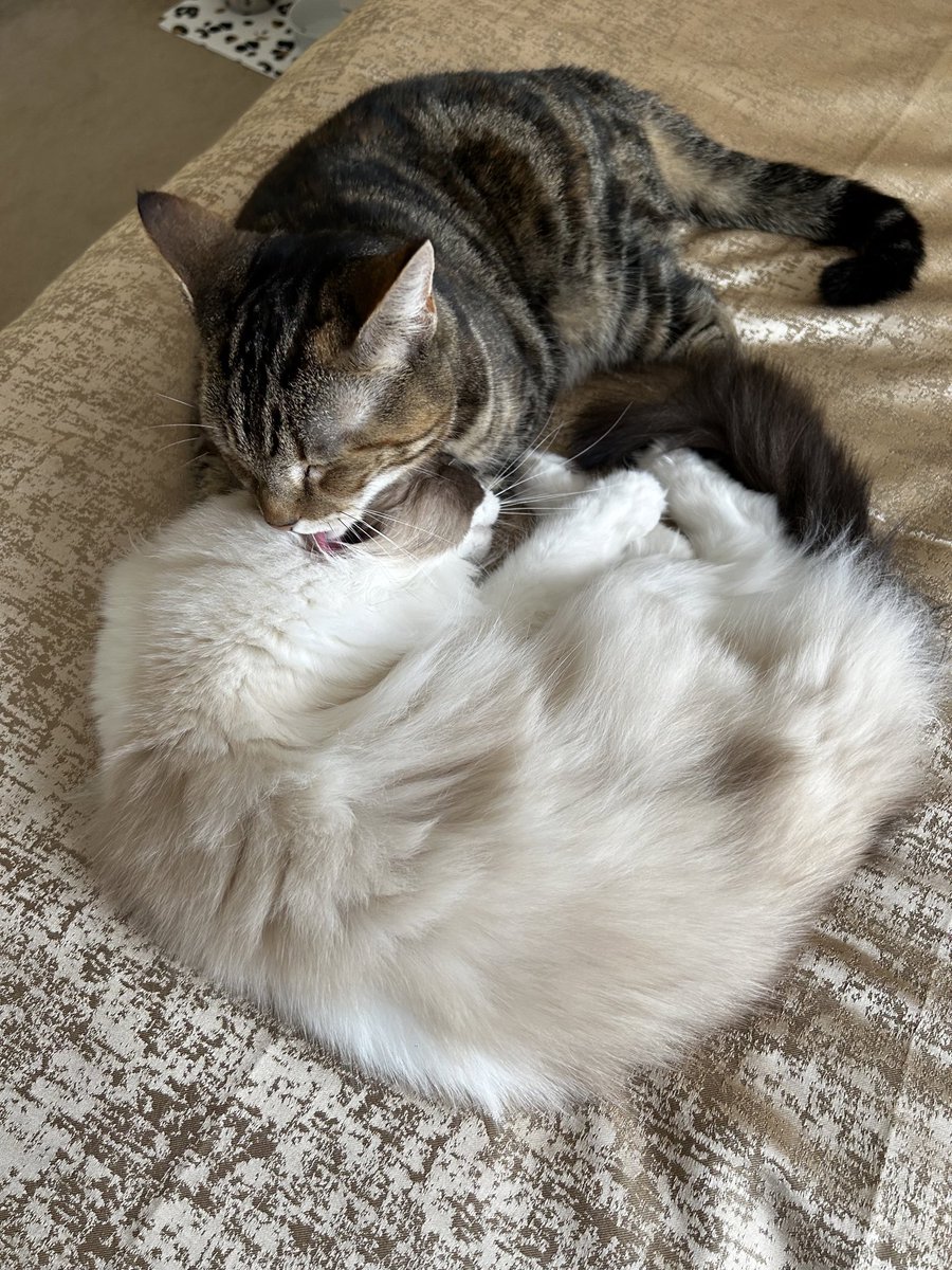 Sisterly love 😻 <a href="/missbellaragdo1/">Bella</a> #tongueouttuesday #catsofx