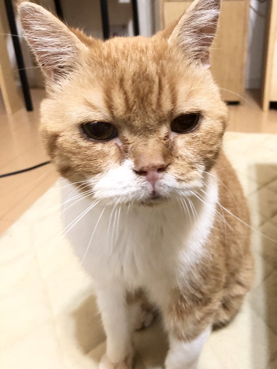ai_cat_cafe's tweet photo. 明日は久々のあいきゃっとのまるお店長☺️
2ヶ月ぶりのにゃんずとのご対面なので
何時まで居られるのかはみんなのコンディション次第…
少なくとも12時半前後までは在店予定です♪
#スコティッシュフォールド #茶トラ猫 https://t.co/7IQCH7Y9jh