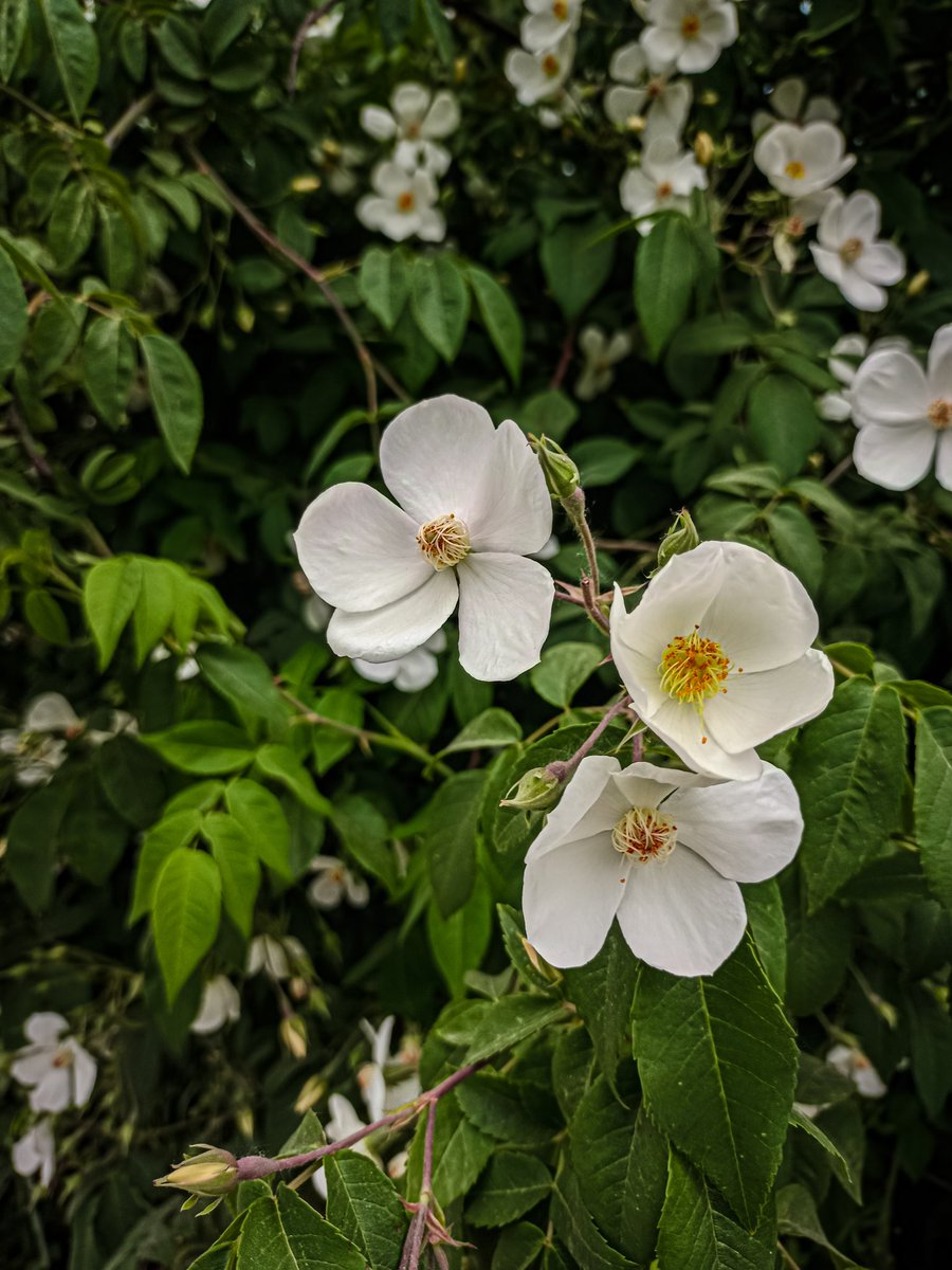 aamirshowkat_'s tweet image. Shots with: @vivo_india
By: Aamir Showkat

#instagram #mindthoughts #flowers #greencaptures #shotsonvivo #photography #64mp #vivo #lightroom