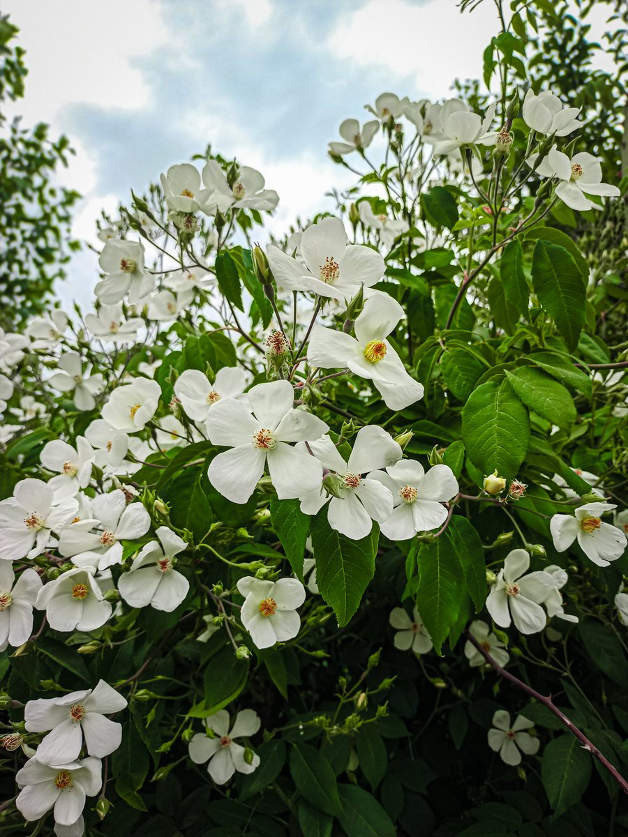 aamirshowkat_'s tweet image. Shots with: @vivo_india
By: Aamir Showkat

#instagram #mindthoughts #flowers #greencaptures #shotsonvivo #photography #64mp #vivo #lightroom