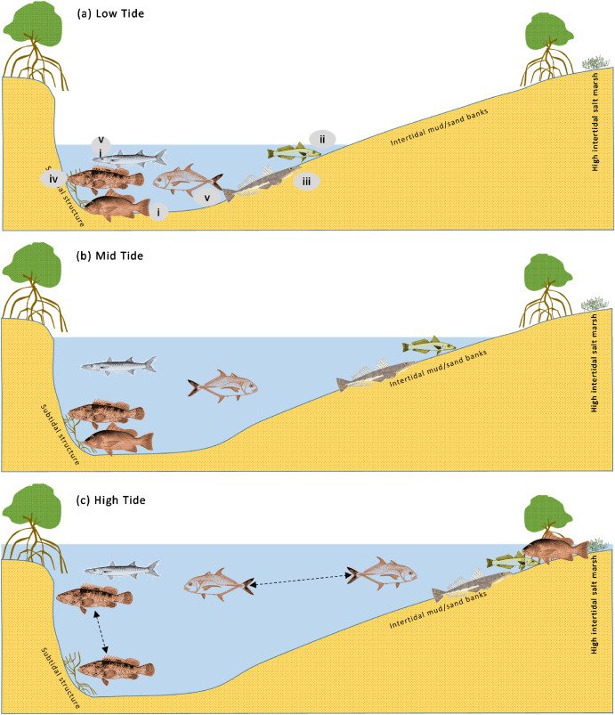 WalthamNathan's tweet photo. New paper examines tidal patterns driving estuarine fish distribution, a call for caution in biodiversity assessments in coastal ecosystems.

Check the paper here https://t.co/asadiypHSQ

@jcu
@enviro_sci  @TropWATER  @ECSAssociation @AquaticSciences 
#coastal #biodiversity https://t.co/f7YZqLCGEp