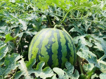 taiseinouen's tweet image. 第102回プレゼント企画🍉

抽選で1名様に“特選”大玉スイカ 🍉
8〜9Kg1玉入りをプレゼント致します。

最高糖度は14.2を記録✨
すでに1200玉を超えるご注文を頂いてます✨
沢山のご応募お待ちしてます✨

☆応募方法☆
1️⃣@taiseinouenをフォロー
2️⃣このツイートをRT

※送料も無料です…