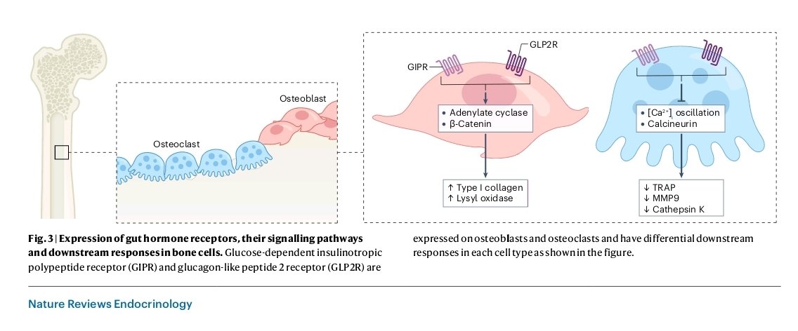 SFR ICAT (@icat_sfr) on Twitter photo 🔥👉Gut hormones and bone homeostasis: potential therapeutic implications💊
A new review by <a href="/BeatriceBouvard/">Béatrice Bouvard</a> and <a href="/g_mabilleau/">Guillaume Mabilleau</a> @RMeS_UMR1229 <a href="/gerom_lab/">RMeS_UMR1229 @UnivAngers</a> in <a href="/NatureRevEndo/">Nature Reviews Endocrinology</a> rdcu.be/dKoy2
Congrats 👏🥳
<a href="/UA_Recherche/">Recherche et Innovation – Université d’Angers</a> <a href="/chu_angers/">CHU Angers</a>
@FacSante_Angers <a href="/InsermGrdOuest/">Inserm Grand Ouest</a>
<a href="/NantesUniv/">Nantes Université</a> 🔥👉Gut hormones and bone homeostasis: potential therapeutic implications💊
A new review by <a href="/BeatriceBouvard/">Béatrice Bouvard</a> and <a href="/g_mabilleau/">Guillaume Mabilleau</a> @RMeS_UMR1229 <a href="/gerom_lab/">RMeS_UMR1229 @UnivAngers</a> in <a href="/NatureRevEndo/">Nature Reviews Endocrinology</a> rdcu.be/dKoy2
Congrats 👏🥳
<a href="/UA_Recherche/">Recherche et Innovation – Université d’Angers</a> <a href="/chu_angers/">CHU Angers</a>
@FacSante_Angers <a href="/InsermGrdOuest/">Inserm Grand Ouest</a>
<a href="/NantesUniv/">Nantes Université</a>