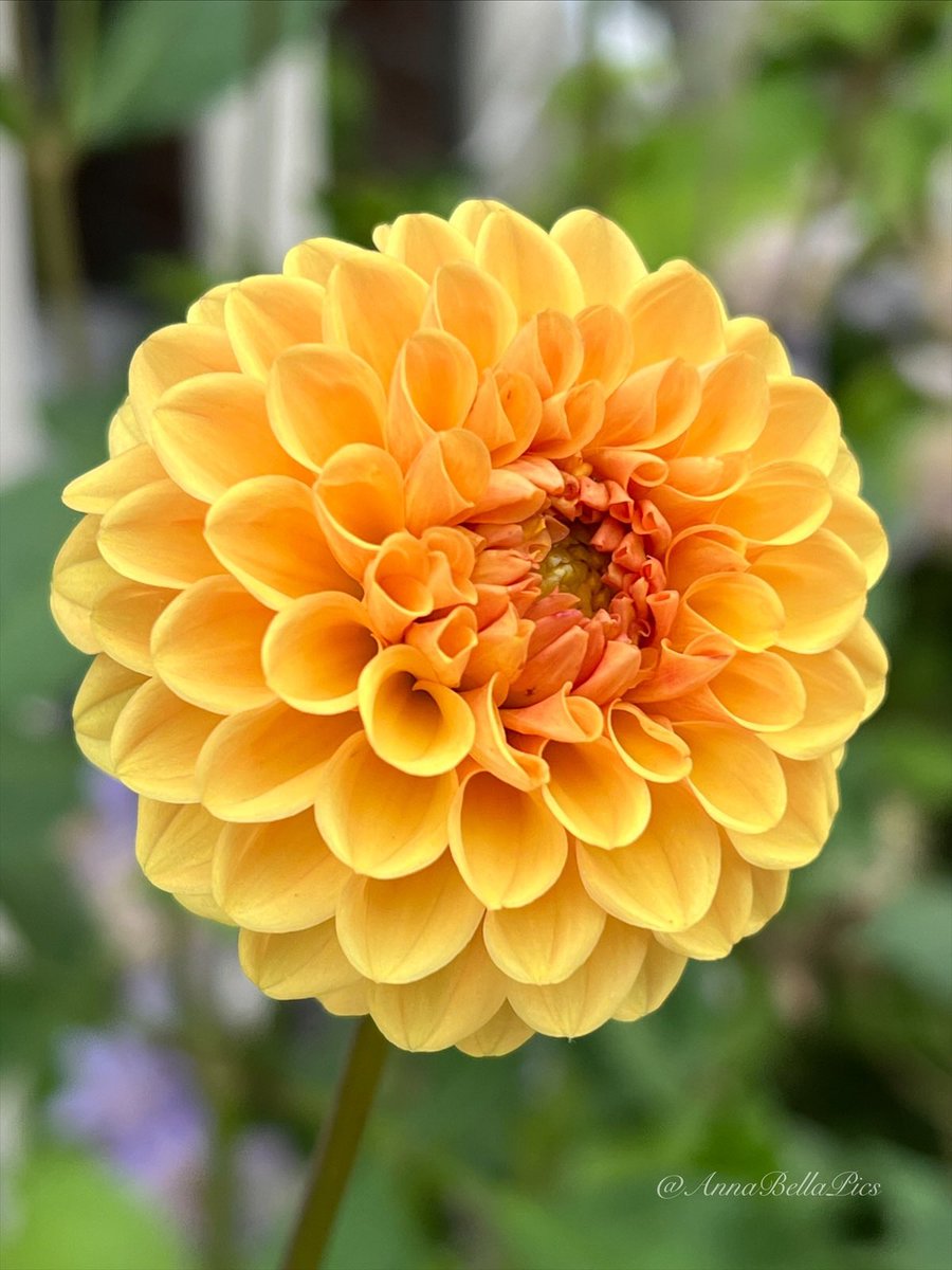 🌱Annie🌸📷 tweet media