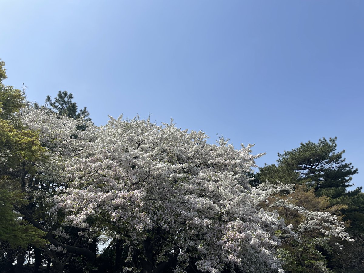 mikideci's tweet photo. 【2024年 #桜図鑑 】（50音順）

1. アーコレード
2. 天城吉野（アマギヨシノ）

#ミキ散歩 #桜図鑑2024 #散歩の風景 https://t.co/euQRYBEkVV