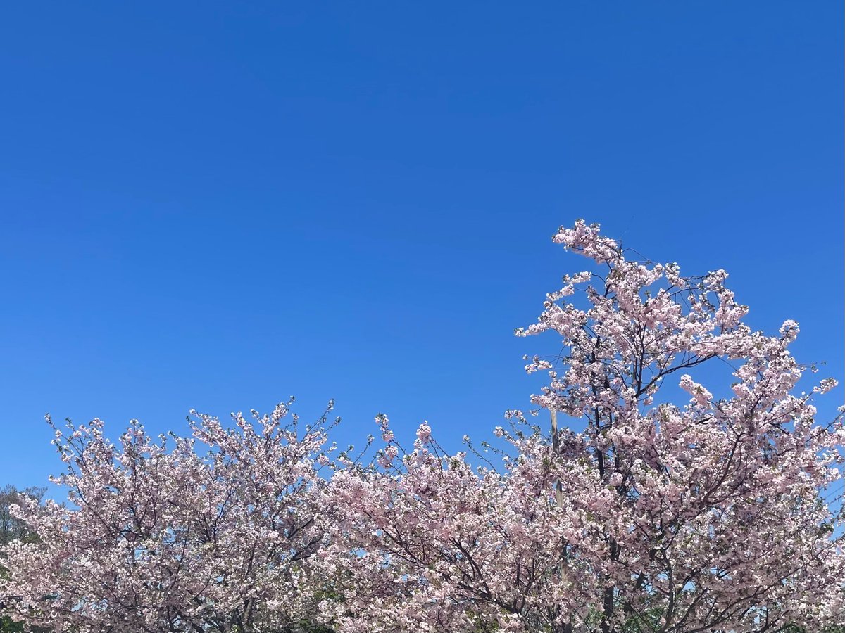 mikideci's tweet photo. 【2024年 #桜図鑑 】（50音順）

1. アーコレード
2. 天城吉野（アマギヨシノ）

#ミキ散歩 #桜図鑑2024 #散歩の風景 https://t.co/euQRYBEkVV