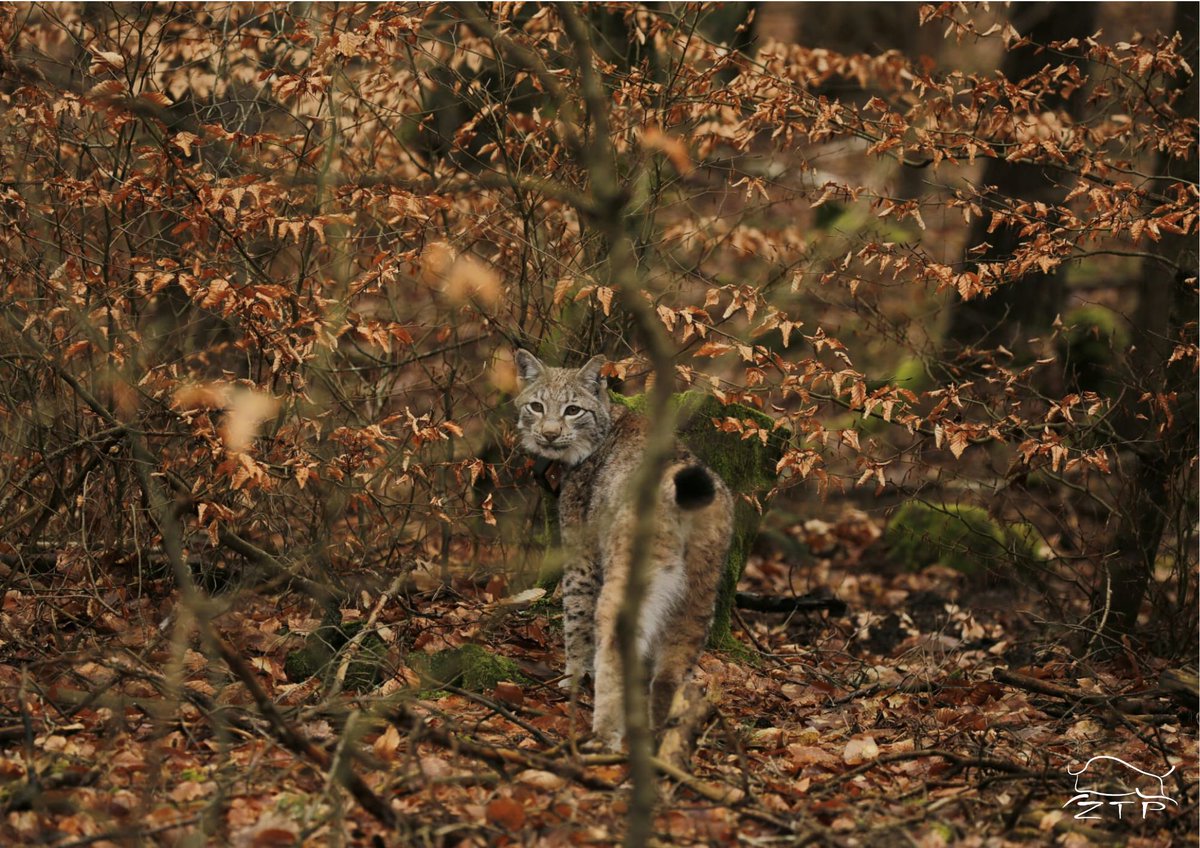 Rewilding Oder Delta tweet media