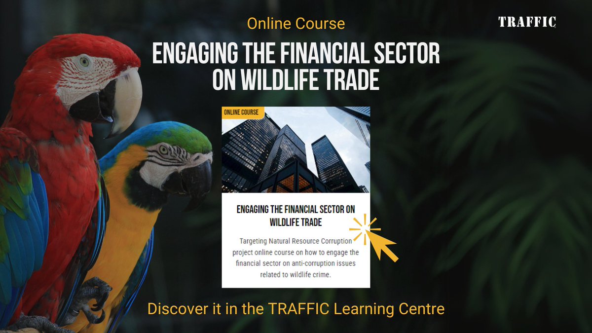 Think your expertise in finance can't contribute to wildlife conservation? Think again! 🚀

Your financial finesse can be a powerful tool to combat #moneylaundering and #corruption linked to wildlife trade.

Discover how in this <a href="/TNRCproject/">Targeting Natural Resource Corruption</a> e-course 👉 loom.ly/9inNb7U