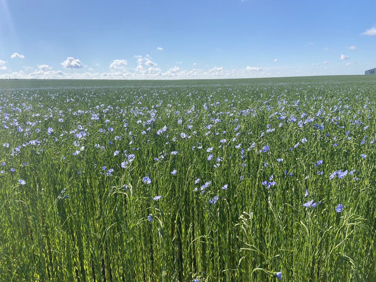 THDGrainoble's tweet image. Aujourd’hui la fleur de lin donne une belle couleur à la plaine de beauce #LinSem pour faire du blé il faut un bon précédent 💙🤍❤️ ⁦@terresinovia⁩ ⁦@BleuBlancCoeur⁩ ⁦@Arvalisofficiel⁩