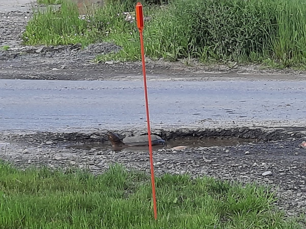 UncleBruce68's tweet photo. 3rd turtle sighting this month. This big snapper had a little frolic in a puddle before taking a stroll across my lawn. 
#BogLife https://t.co/2JfbRPeCtG