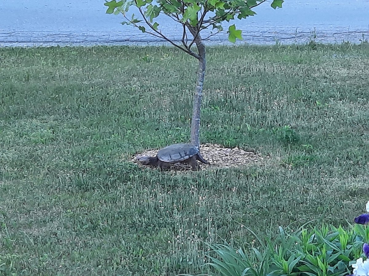 UncleBruce68's tweet photo. 3rd turtle sighting this month. This big snapper had a little frolic in a puddle before taking a stroll across my lawn. 
#BogLife https://t.co/2JfbRPeCtG