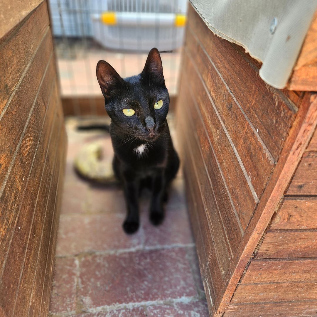 TEARS Animal Rescue tweet media