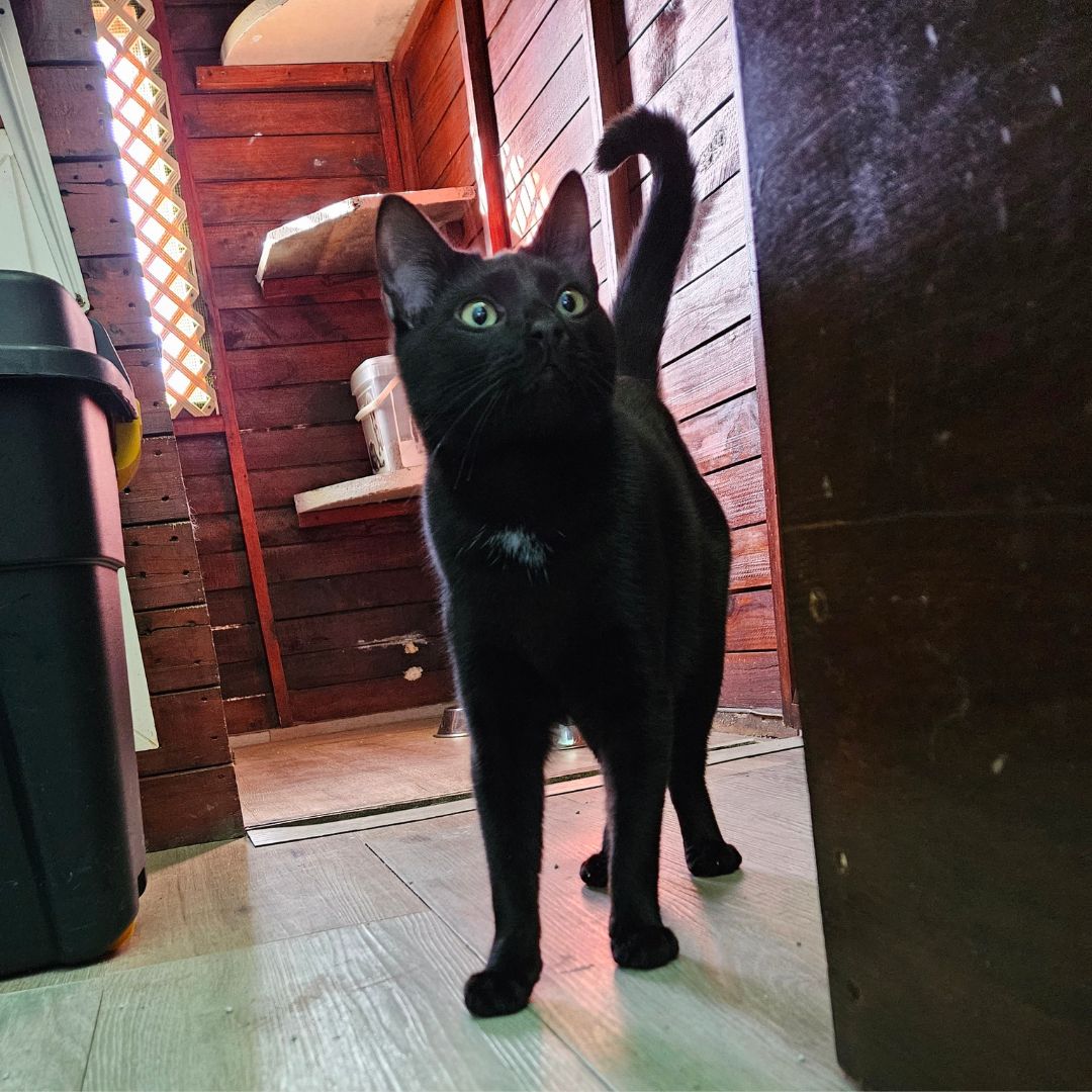 Meow there, I’m Cosmo, the purrfectly mysterious black cat with a coat as smooth as the midnight sky! I may have arrived with my timid siblings, but trust me, I’m a star in the making.

To adopt Cosmo: tears.org.za/cats/?mgi_29=6…