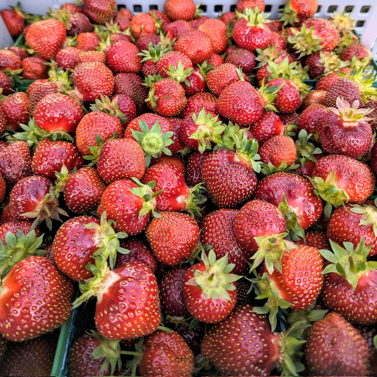 A nice sunny day to pump some extra sweetness into the berries! We're now in peak strawberry season, and our market will be stocked up with freshly picked berries daily from 9am.
Closing time is 6pm weekdays, 4pm Saturdays, and 2pm Sundays.