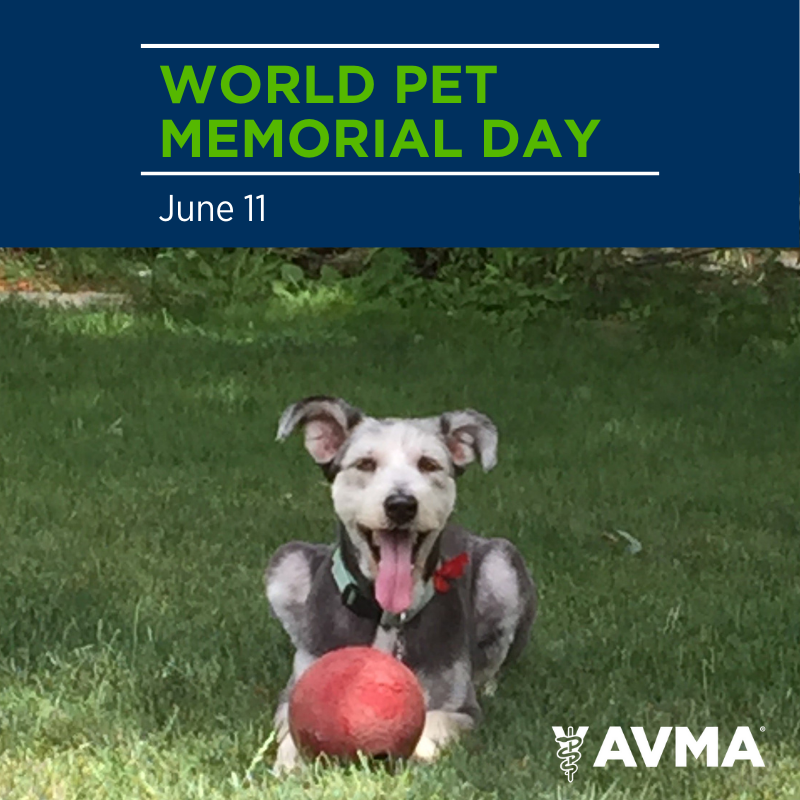 AVMAvets's tweet photo. Today is #WorldPetMemorialDay - a day of remembrance for pets who forever changed our lives and will never be forgotten. Honor your loved pet's memory by sharing a photo of them with us in the replies below. https://t.co/RSvTpnWSfW