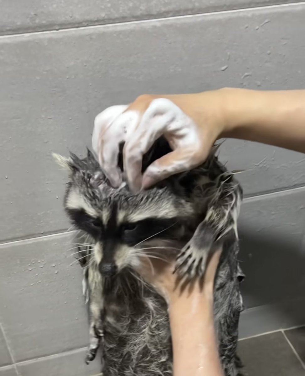 tsubutsububeans's tweet image. ふろ