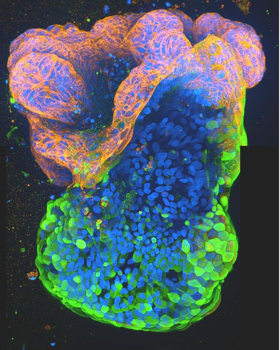 Milner Therapeutics Institute tweet media