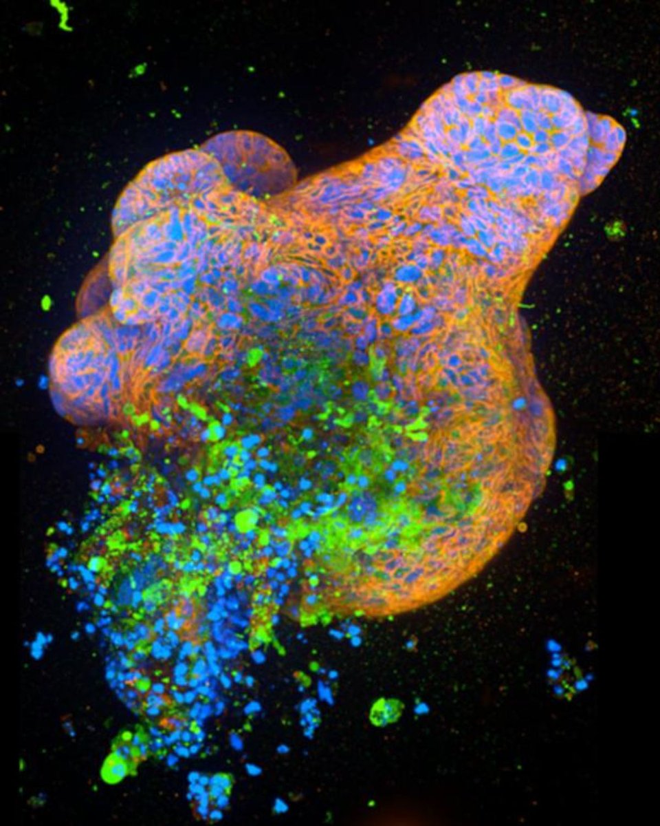 Milner Therapeutics Institute tweet media