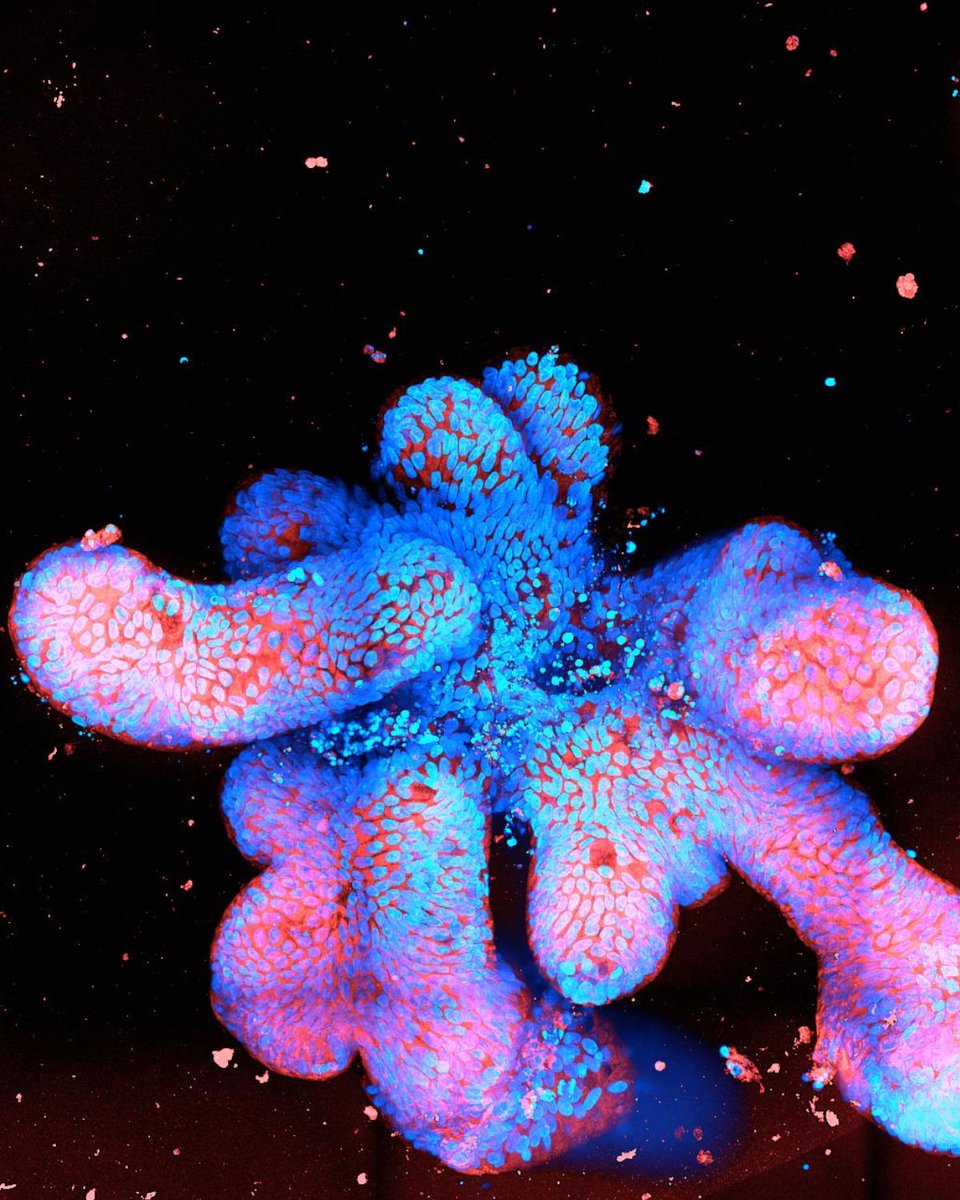 Milner Therapeutics Institute tweet media