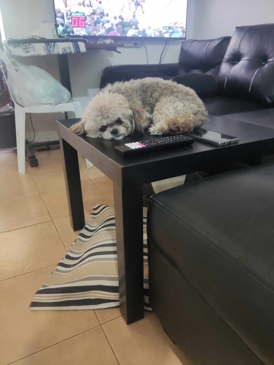 ervinjamesc's tweet photo. Ang sakit na nawala siya too soon. She had so many conditions nung una namin siyang kinuha pero nalabanan niya lahat, lalo na yung pagpapanganak niya. She fought all of that until the last moment. Nafeel niya siguro na she was needed and loved by many. I love you Chewy ❤️ https://t.co/m8YYEkKMBH