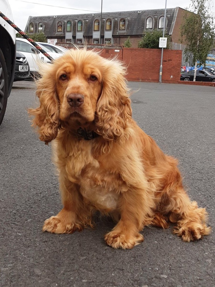 Please retweet to help find the owner or a rescue shelter that can take this stray dog found #MITCHAM #MERTON #LONDON #UK 🆘
Female COCKER SPANIEL found 7 June, she was wear a collar, her microchip is not registered. 
Now in a council pound for 7 days, she could be missing or