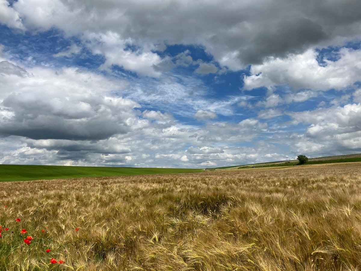 ☀️06/06 - L'équipe Green Impulse se rendait à la journée technique ApproxYmité dans l'#Yonne (89). 
🧢Au programme : visite de nos essais blé en cours 🌾&amp; échanges avec les agri utilisateurs de notre solution, acteurs impliqués dans la transition #agroécologique #biocontrole