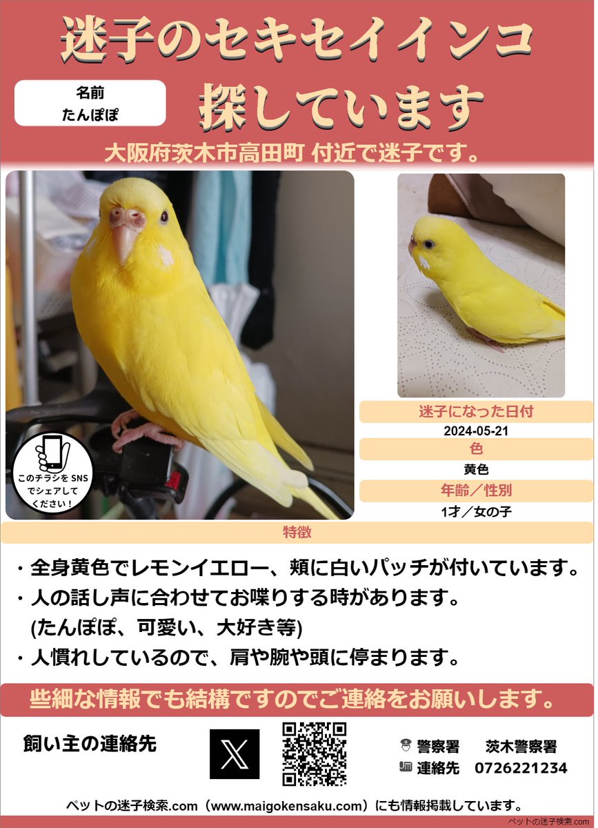 maigokensaku's tweet photo. @love_popotan15 
以下内容をSNSで拡散させていただきました。

https://t.co/OnJqG1J5HS

勝手ではございますがチラシを作成させていただきました。
よろしければご利用ください。
無事に見つかることをお祈りいたします。

#迷い鳥
#迷いインコ
#鳥 https://t.co/MC5PGNvMxm