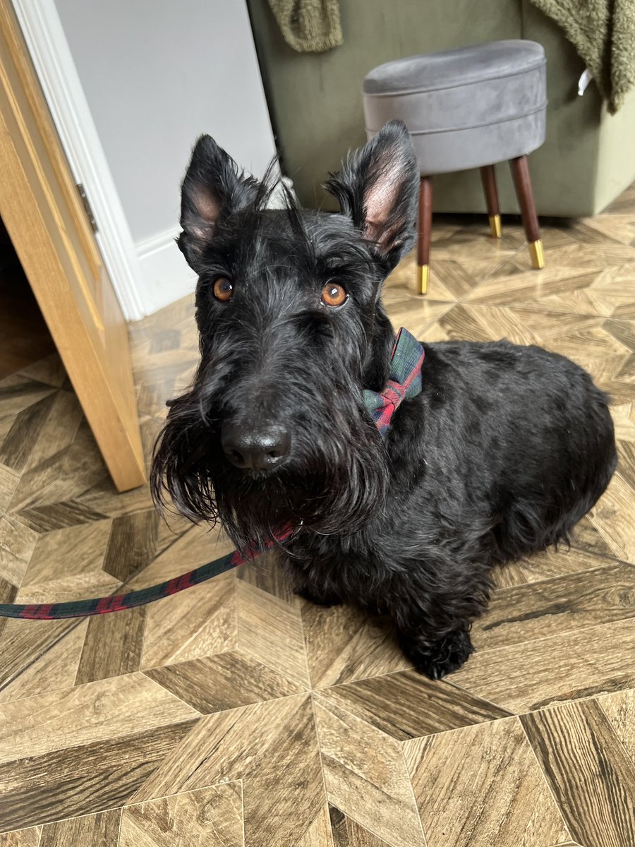 littlewood_mark's tweet photo. Now Peggy’s getting bigger she’s got her first posh big girl collar! 🥰
Rory also needed a new one so we got posh tartan ones with matching bow and leads from Etsy 😃❤️
#ScottishTerrier #NewCollars https://t.co/KJeTrNLfIJ
