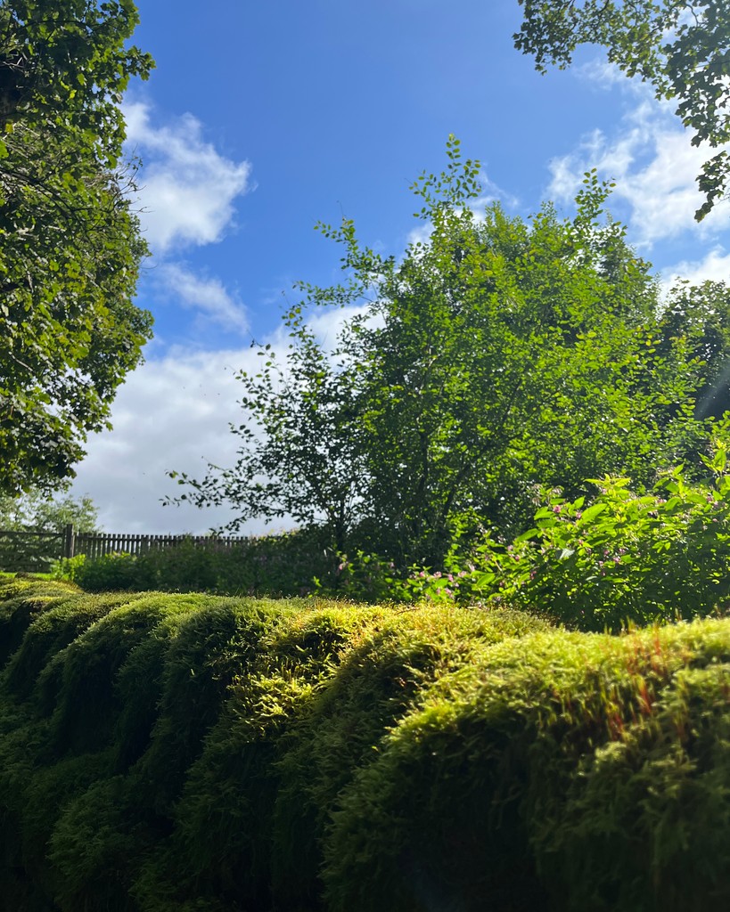 42ndStreetmcr's tweet photo. Finding awe and wonder in the tiny details of nature- one of the pathways through which we can connect with the natural world 🌿🍃🌳⁠
⁠
#NatureRest #Nature #Walking #Movement #TypesOfRest #PathwaysToNature https://t.co/goyyl5MRFc