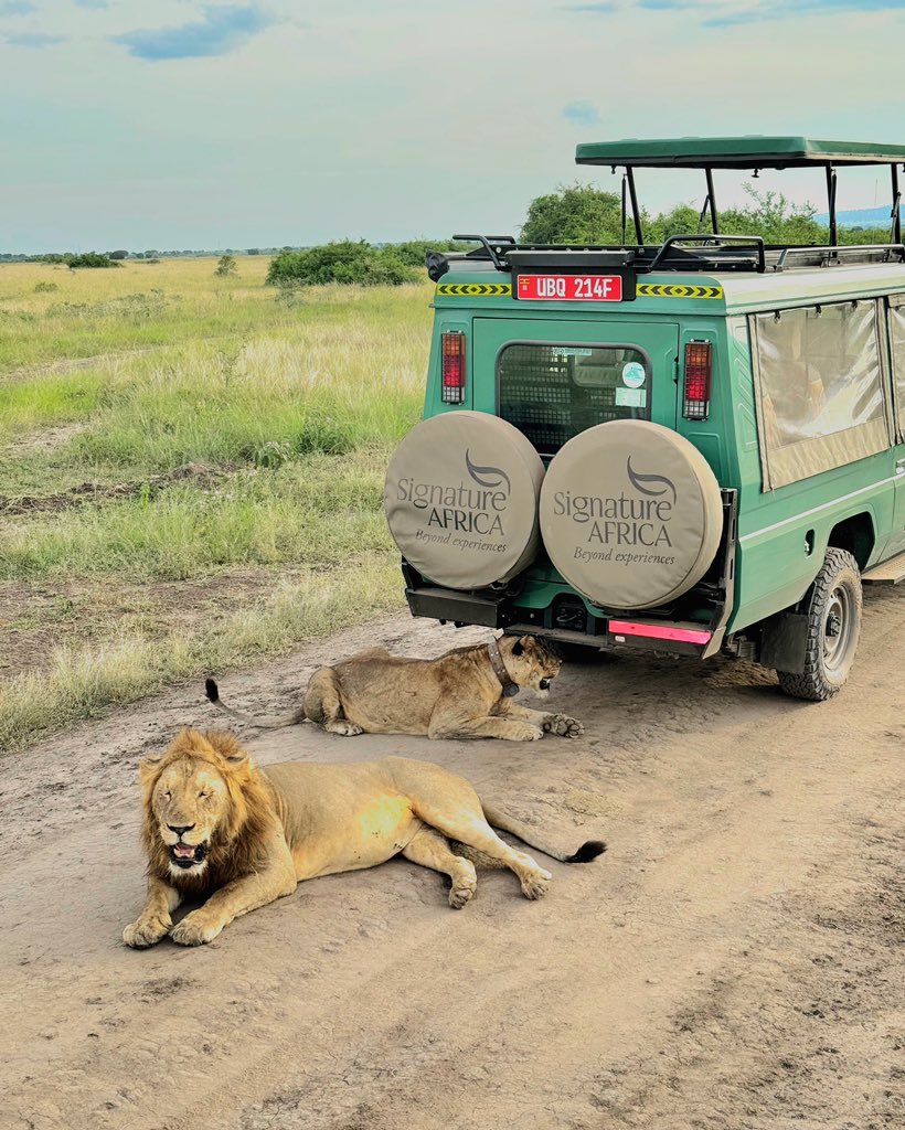 AfricaSafariss's tweet photo. Evening game drives offer some of the best Signature Safari Adventures and golden hour moments. Email us now at info@signature-africa.com to get started
π Kasenyi, Queen Elizabeth National Park
#signature #journeysbeyond #signatureafrica #gamedrives https://t.co/isUjNsy43D