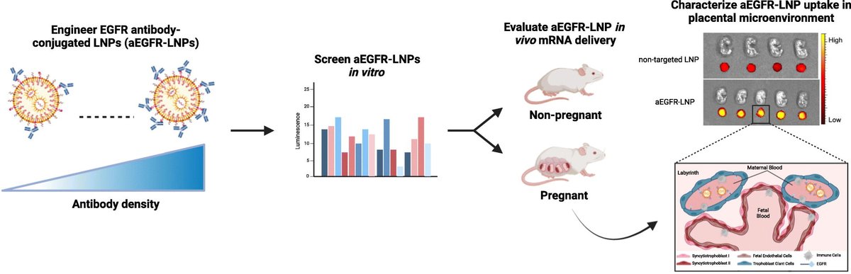 Mike Mitchell (@mjmitchell_lab) on Twitter photo Super excited to share our latest in Journal of Controlled Release <a href="/JCRnEDITORS/">J Controlled Release</a> led by <a href="/MJMitchell_Lab/">Mike Mitchell</a> PhD student Hannah Geisler <a href="/HannahGeisler_/">Hannah Geisler</a> on antibody-conjugated LNP tech for targeted RNA delivery to the placenta!
Link: sciencedirect.com/science/articl… Super excited to share our latest in Journal of Controlled Release <a href="/JCRnEDITORS/">J Controlled Release</a> led by <a href="/MJMitchell_Lab/">Mike Mitchell</a> PhD student Hannah Geisler <a href="/HannahGeisler_/">Hannah Geisler</a> on antibody-conjugated LNP tech for targeted RNA delivery to the placenta!
Link: sciencedirect.com/science/articl…