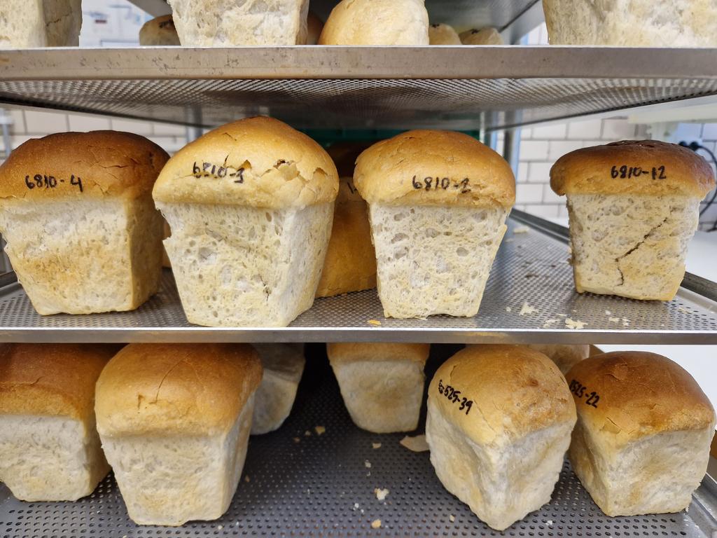 Cultivar matters - lajikkeella on väliä leivonnassakin! Toinen kohoaa paremmin kuin toinen. Kasvinjalostuksen taikaa ja vahvaa osaamista 🌾 <a href="/CResWheat/">CResWheat</a> hankekokous #Lantmannen Svalövissä. Mukana myös <a href="/Boreal_fi/">Boreal</a> <a href="/LukeFinland/">Luonnonvarakeskus</a>