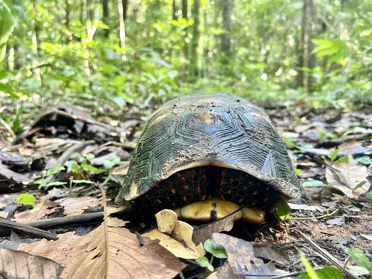 Matt Hallett (@mhallett2320) on Twitter photo Earth Expeditions #Guyana 2024 students with a shy new friend encountered along the trail in Surama village - the red-footed #tortoise (Chelonoidis carbonarius) <a href="/PrjDragonfly/">Project Dragonfly</a> <a href="/miamiuniversity/">Miami University</a> Earth Expeditions #Guyana 2024 students with a shy new friend encountered along the trail in Surama village - the red-footed #tortoise (Chelonoidis carbonarius) <a href="/PrjDragonfly/">Project Dragonfly</a> <a href="/miamiuniversity/">Miami University</a>