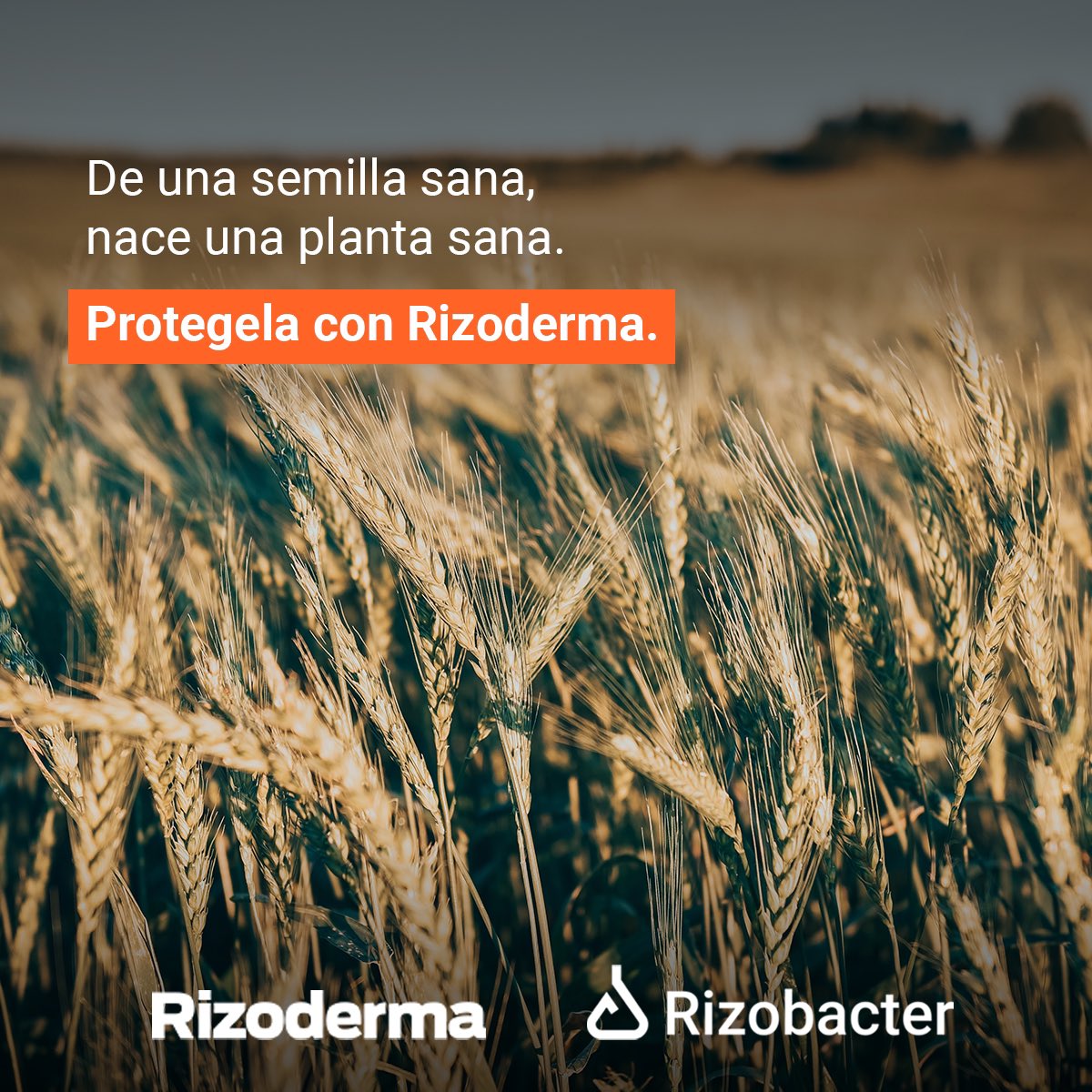 Rizobacter Uruguay tweet media