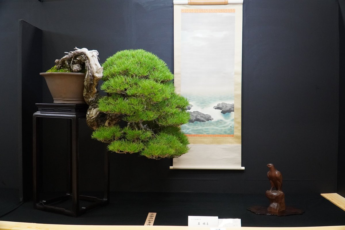 赤松盆栽♤♧ Yahoo!オークション - 新春SALE 赤松 ミニ盆栽 樹高8cm 極太捻転