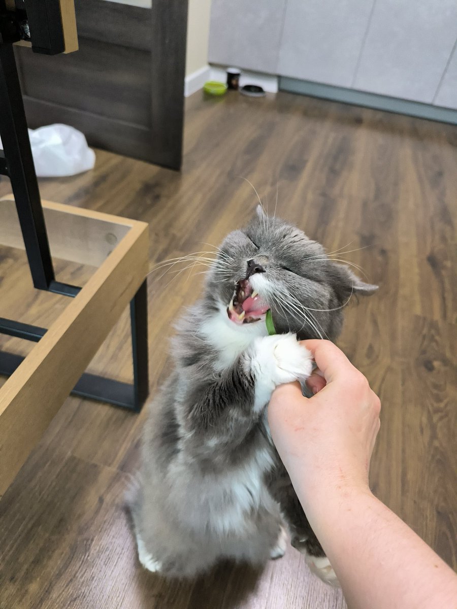 Капельмейстеру близится пиздец tweet media