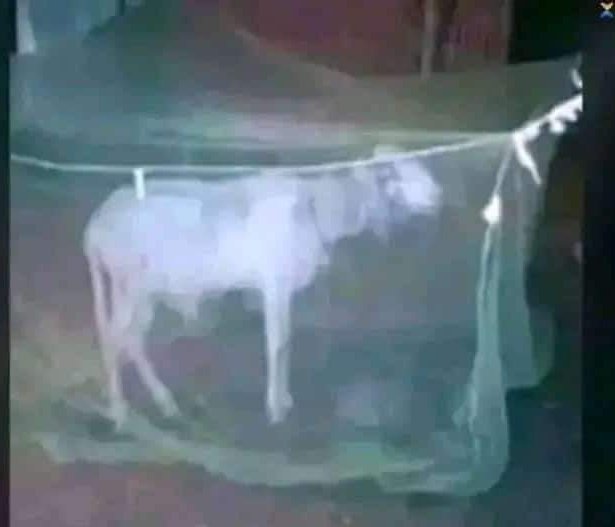 Maintenant que le mouton est sécurisé, <a href="/Nahina_H/">Nahina🕸🇸🇨</a> tu peux gérer la beauté de la fête et profiter de la #promo #Tabaski de <a href="/nankaroMarket/">Nankaro - Achats en ligne au #Niger</a>  (mankaro.ne) avec 20% de réduction sur plusieurs articles.😎 
Remercie-moi plus tard. 
(ps: paiement possible avec nos amis)
