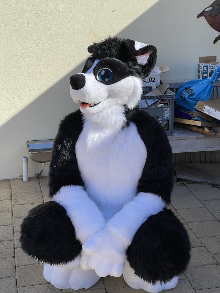 Dexter_Collie's tweet image. Heeeeyyyyy…… oh look a squirrel!!
📸 @WinterFolf2
